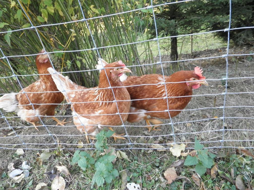 Willa Bio-Bauernhof Haunschmid Ardagger Markt Zewnętrze zdjęcie